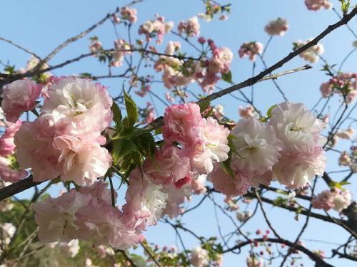 長沙潯龍河櫻花谷、田漢文化園一日游